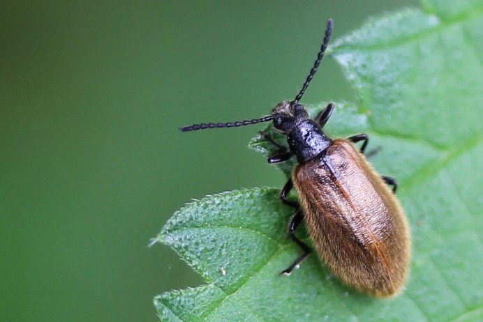 Plagiodera versicolora