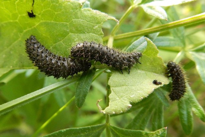 00530l Larva 3.0 75мм 005