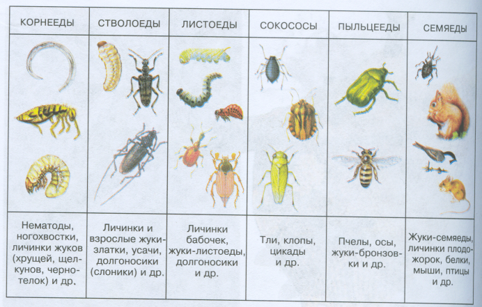 Азиатским жуком амброзии Xyleborus glabratus