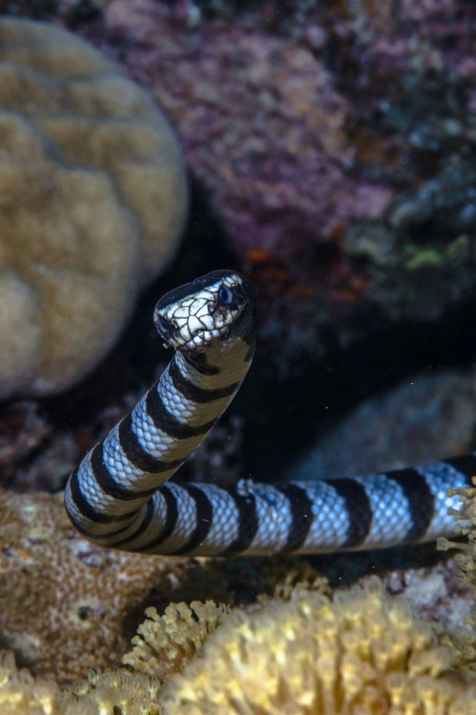 Водяная змея