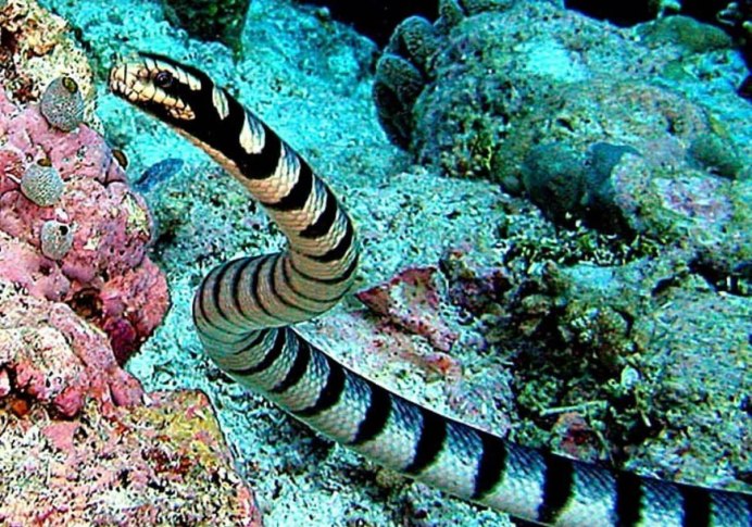 Речная гадюка