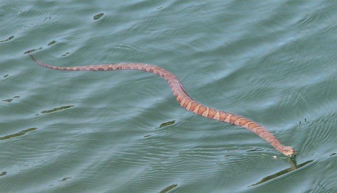 Уж обыкновенный плавает