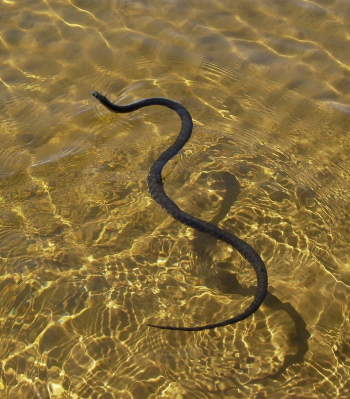 Морской Крайт плоскохвост