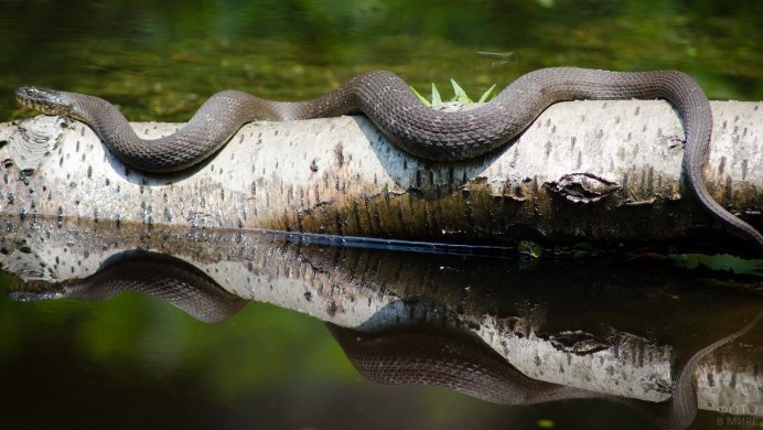 Aipysurus foliosquama