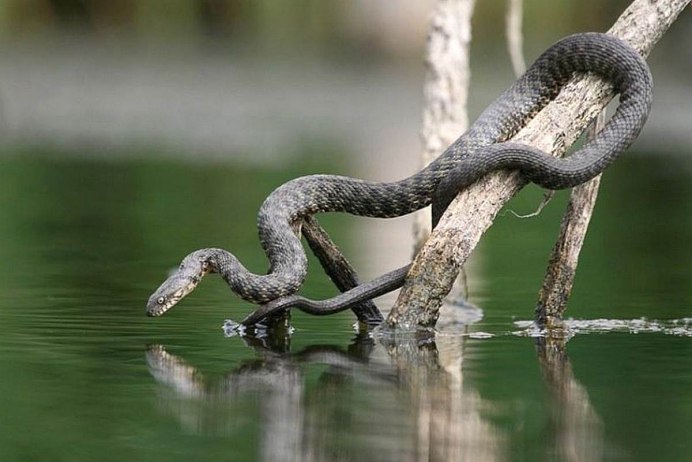 Колыванский змей Легенда