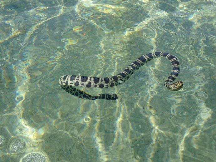 Черная водяная змея