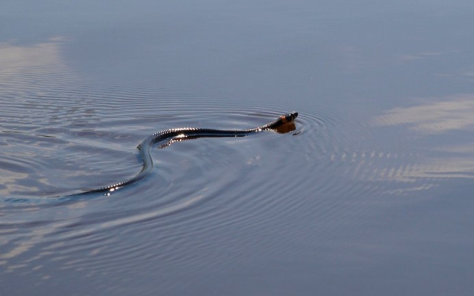 Морская змея карунг