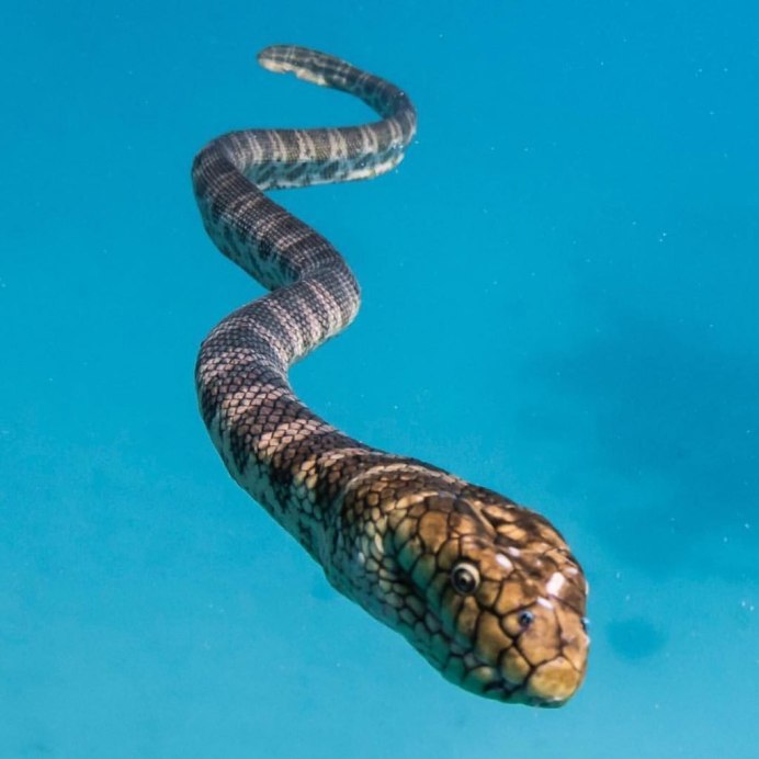Морская гадюка змея