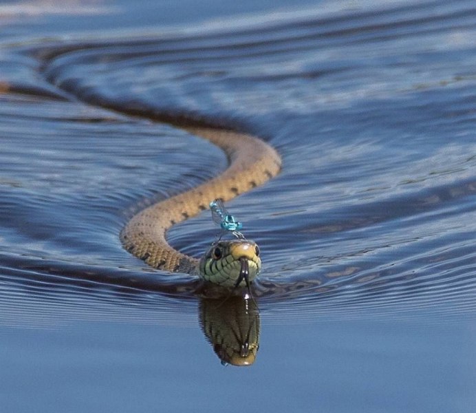 Морская змея Белчера