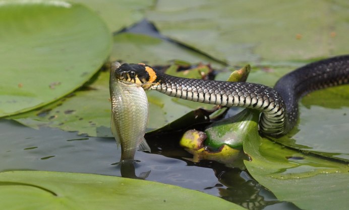 Белчера самая ядовитая змея в мире