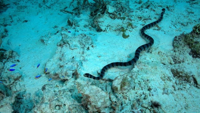 Змея в воде