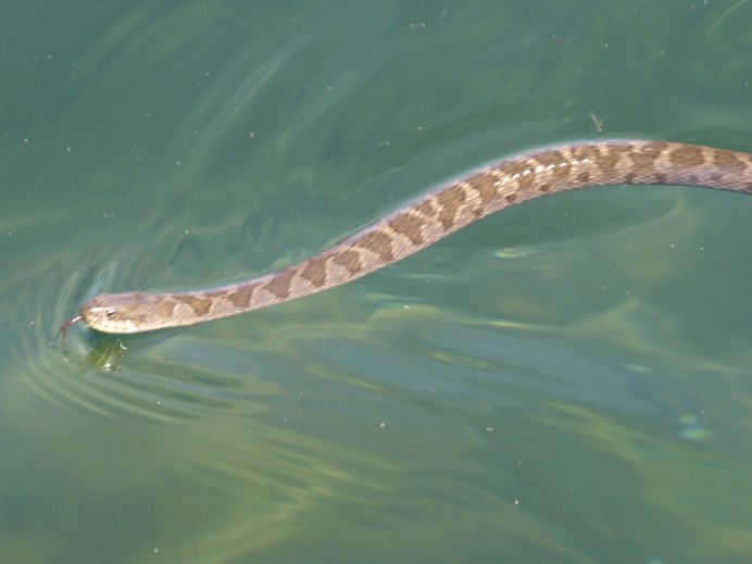 Морской Крайт плоскохвост