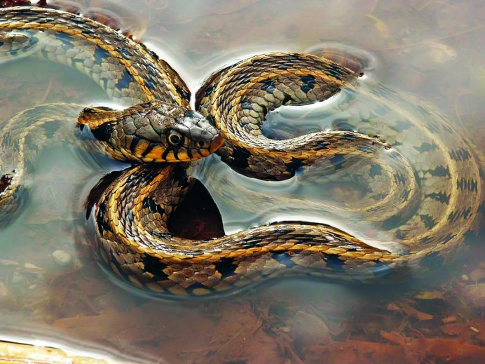 Кольчатый плоскохвост