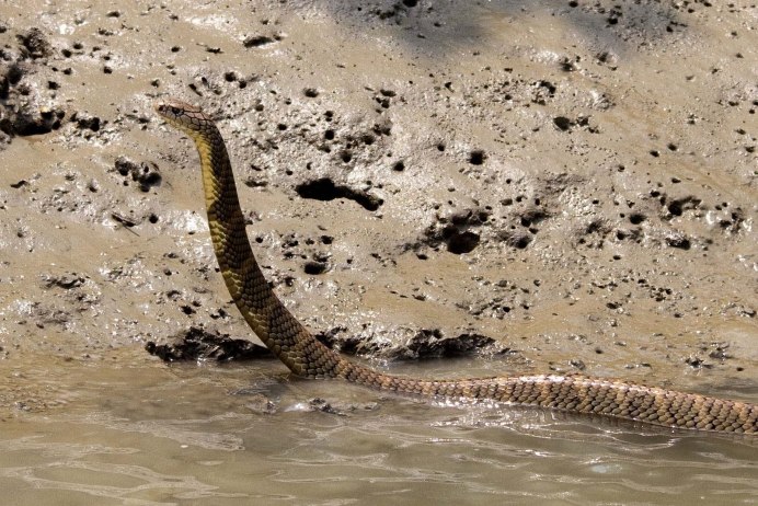 Морская змея пеламида