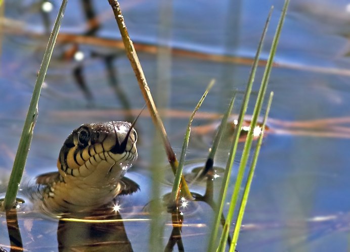 Желтопузик змея ядовитая или нет