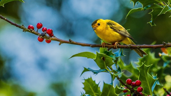 Природа птицы