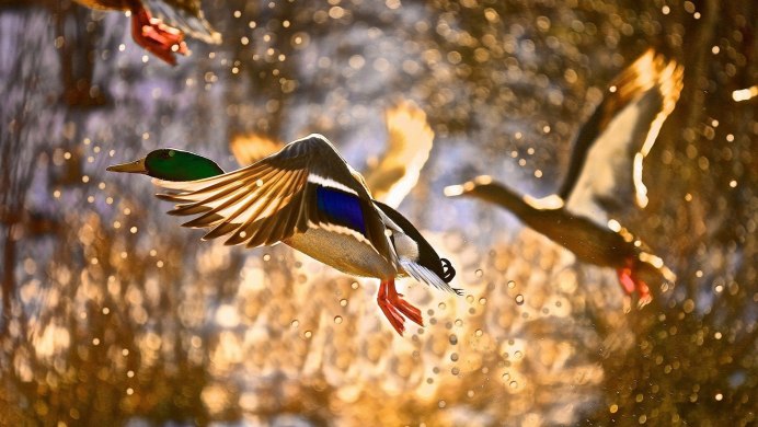 Фон природа птицы