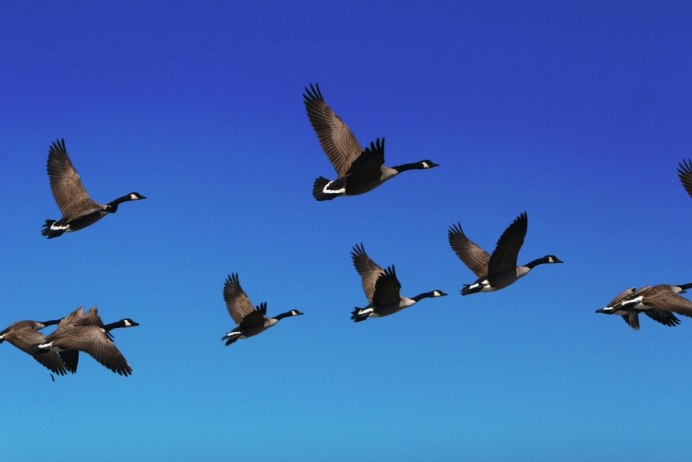 Клин диких гусей