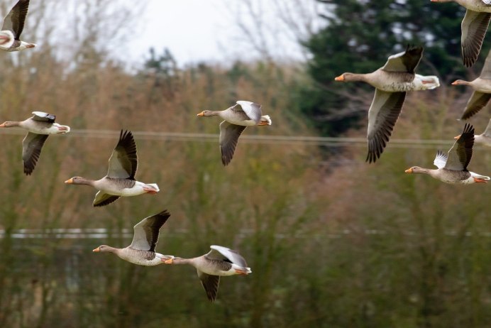 Клин диких гусей