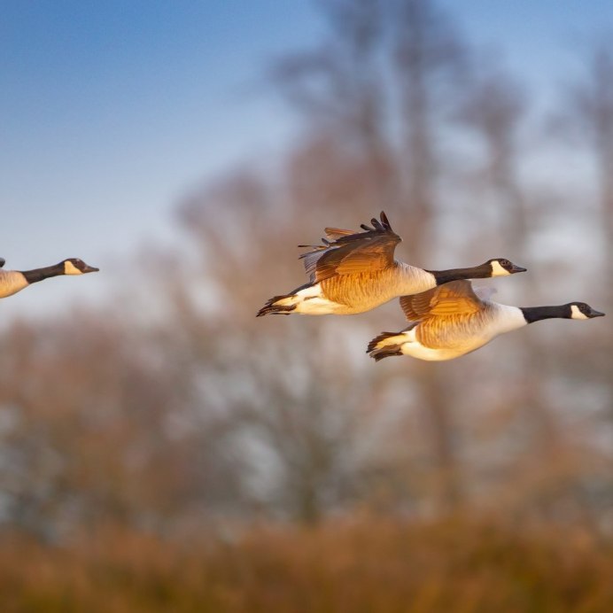 Осень утки улетают