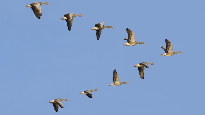 Клин диких гусей