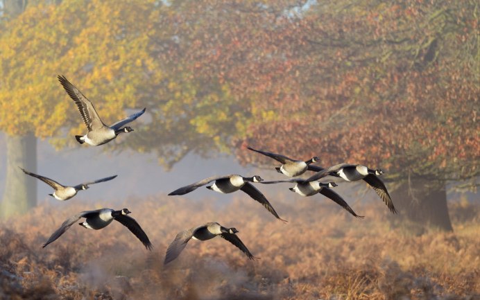 Ричмонд парк Лондон птицы