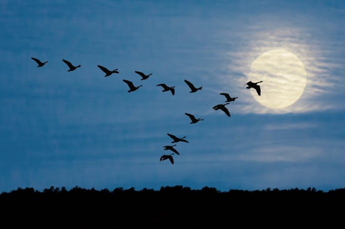 Косяк улетающих птиц