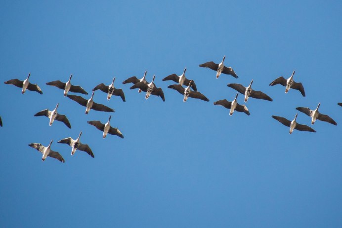 Клин диких гусей