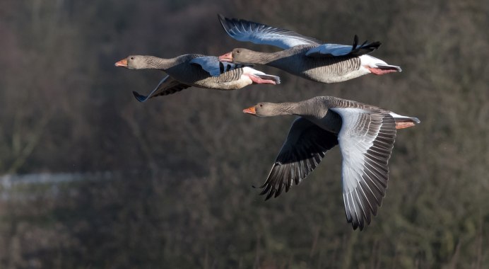 Гусь Перелетная птица