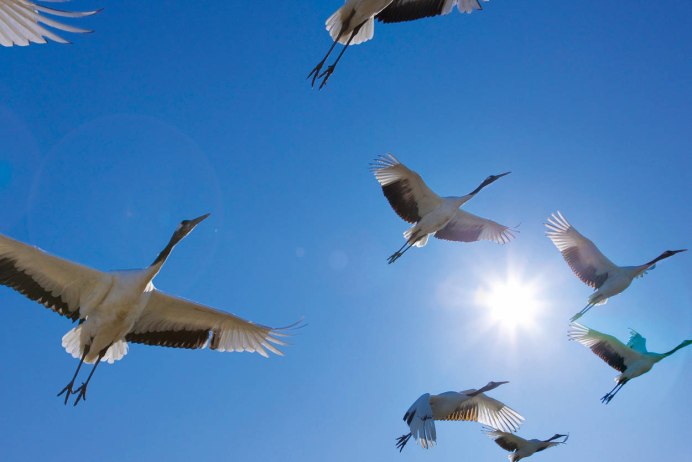 Перелетные птицы Ставрополья