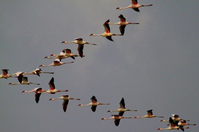 Миграция птиц на Юг