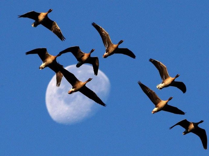 Перелет птиц