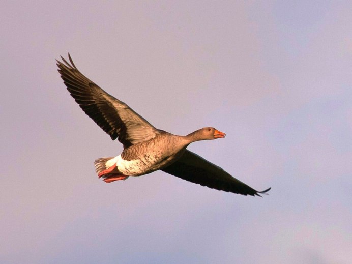 Гусь пискулька полет