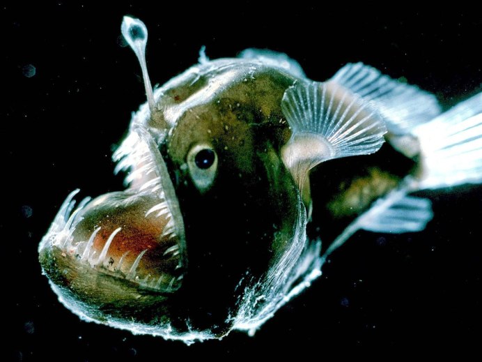 Европейский удильщик морской чёрт
