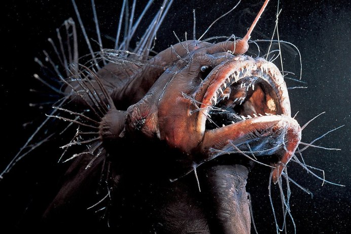 Angler Fish рыба