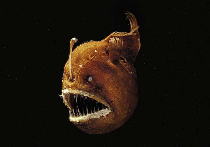 Морской черт на берегу