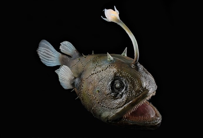 Anglerfish i on
