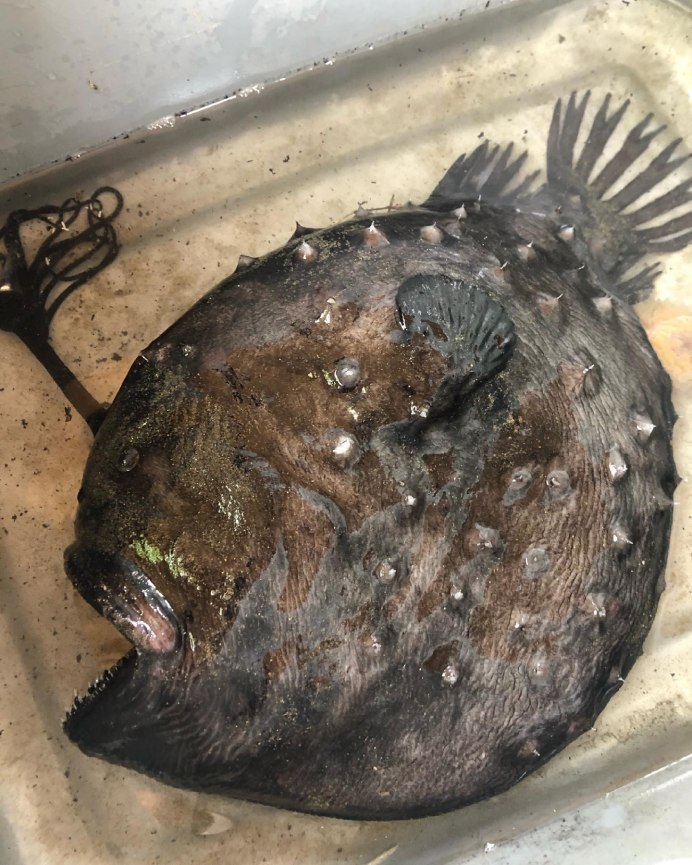 Морской чёрт удильщик рыбы