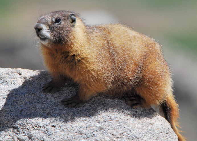 Седой сурок Marmota caligata