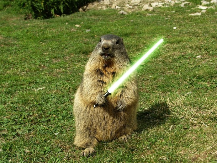 Marmot and ground Hog