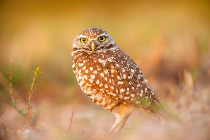 Болотная Сова (ASIO flammeus)