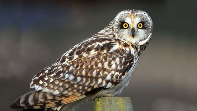 Болотная Сова (ASIO flammeus)