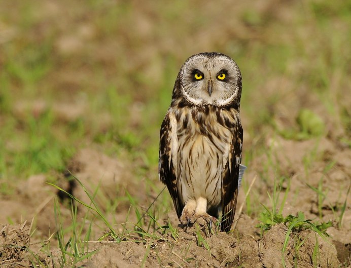 Bubo scandiacus