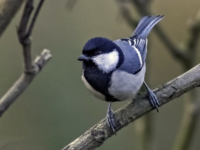 Синица серая (Parus cinereus)