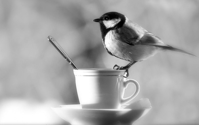 Белая лазоревка (Parus cyanus)
