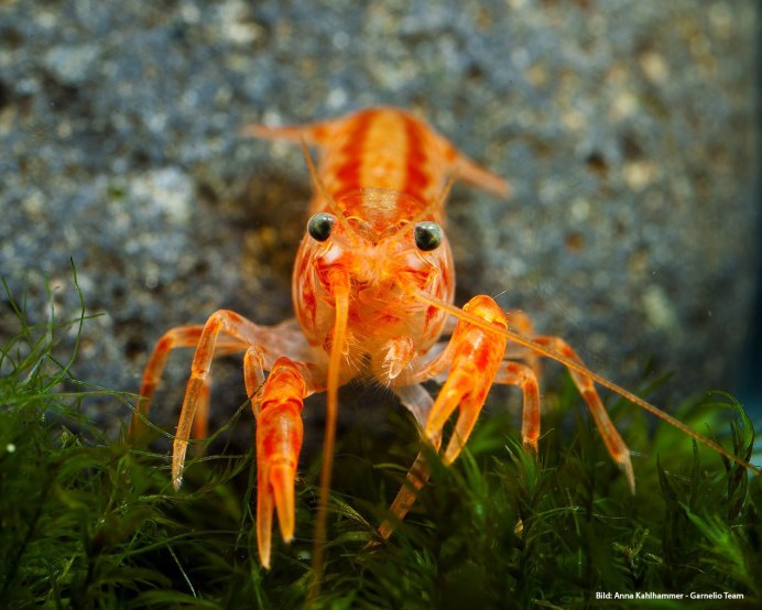 Карликовый оранжевый краб