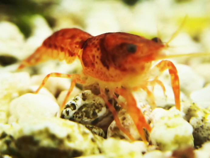 Улитка оранжевый карлик