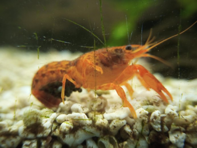 Cambarellus diminutus