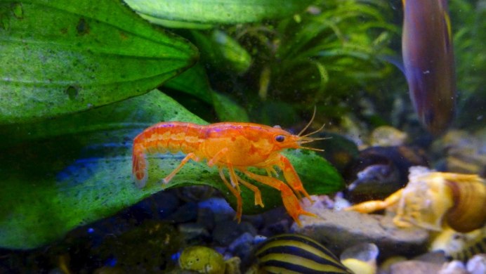 Рачки для аквариума