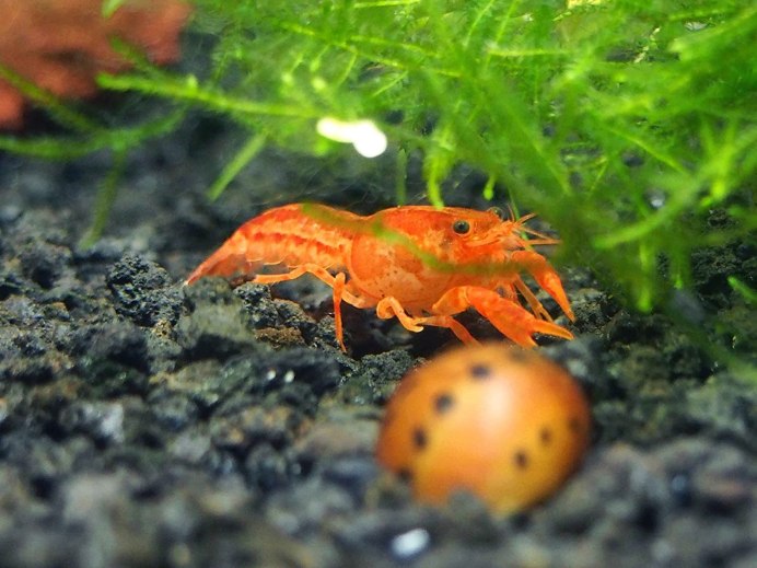 Procambarus Cubensis